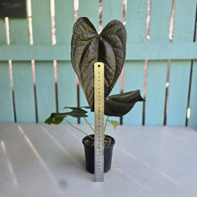 Load image into Gallery viewer, #B87 Anthurium Queen of Hearts
