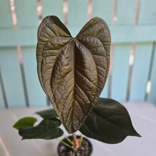 Load image into Gallery viewer, #B87 Anthurium Queen of Hearts
