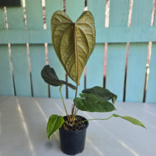 Load image into Gallery viewer, #B87 Anthurium Queen of Hearts