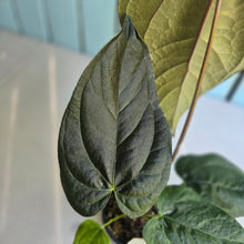 Load image into Gallery viewer, #B87 Anthurium Queen of Hearts