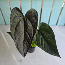 Load image into Gallery viewer, #B26 Anthurium Queen of Hearts