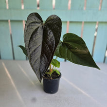 Load image into Gallery viewer, #B26 Anthurium Queen of Hearts
