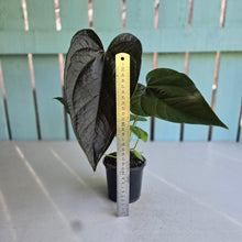 Load image into Gallery viewer, #B26 Anthurium Queen of Hearts