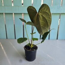 Load image into Gallery viewer, #B26 Anthurium Queen of Hearts
