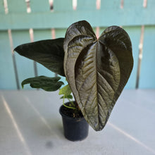 Load image into Gallery viewer, #H75 Anthurium Queen of Hearts