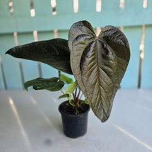 Load image into Gallery viewer, #H75 Anthurium Queen of Hearts