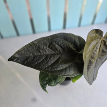 Load image into Gallery viewer, #H75 Anthurium Queen of Hearts