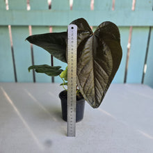 Load image into Gallery viewer, #H75 Anthurium Queen of Hearts