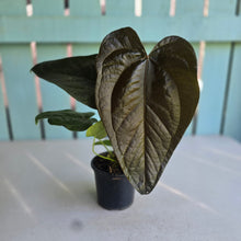 Load image into Gallery viewer, #H75 Anthurium Queen of Hearts