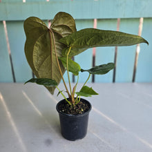 Load image into Gallery viewer, #H75 Anthurium Queen of Hearts