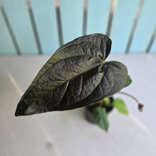 Load image into Gallery viewer, #70 Anthurium Queen of Hearts