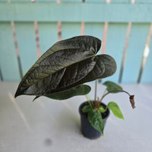Load image into Gallery viewer, #70 Anthurium Queen of Hearts