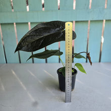 Load image into Gallery viewer, #70 Anthurium Queen of Hearts