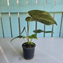 Load image into Gallery viewer, #70 Anthurium Queen of Hearts