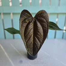 Load image into Gallery viewer, #7 Anthurium Queen of Hearts