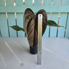 Load image into Gallery viewer, #7 Anthurium Queen of Hearts
