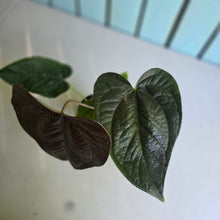 Load image into Gallery viewer, #7 Anthurium Queen of Hearts