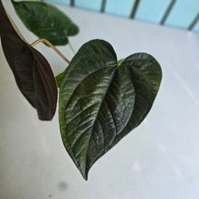 Load image into Gallery viewer, #7 Anthurium Queen of Hearts