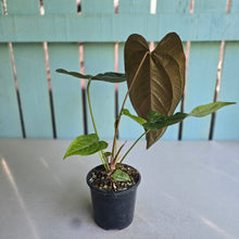 Load image into Gallery viewer, #7 Anthurium Queen of Hearts