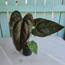 Load image into Gallery viewer, #B09 Anthurium Queen of Hearts