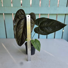 Load image into Gallery viewer, #B09 Anthurium Queen of Hearts