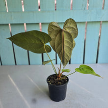 Load image into Gallery viewer, #B09 Anthurium Queen of Hearts