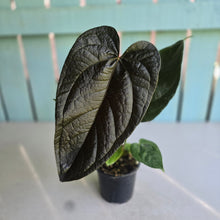 Load image into Gallery viewer, #H47 Anthurium Queen of Hearts