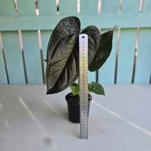 Load image into Gallery viewer, #H47 Anthurium Queen of Hearts