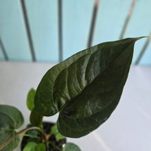 Load image into Gallery viewer, #H47 Anthurium Queen of Hearts