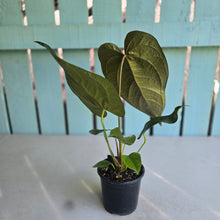 Load image into Gallery viewer, #H47 Anthurium Queen of Hearts