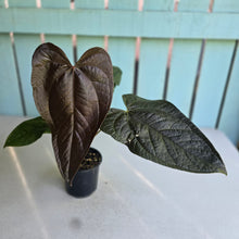 Load image into Gallery viewer, #B27 Anthurium Queen of Hearts
