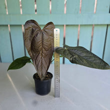 Load image into Gallery viewer, #B27 Anthurium Queen of Hearts