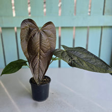 Load image into Gallery viewer, #B27 Anthurium Queen of Hearts