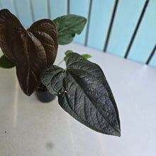 Load image into Gallery viewer, #B27 Anthurium Queen of Hearts