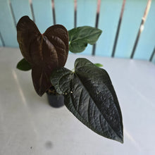 Load image into Gallery viewer, #B27 Anthurium Queen of Hearts