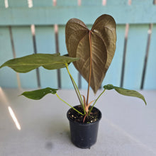 Load image into Gallery viewer, #B27 Anthurium Queen of Hearts