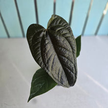 Load image into Gallery viewer, #B8 Anthurium Queen of Hearts