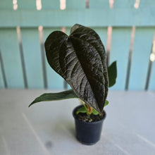 Load image into Gallery viewer, #B8 Anthurium Queen of Hearts
