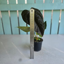 Load image into Gallery viewer, #B8 Anthurium Queen of Hearts