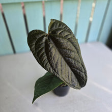 Load image into Gallery viewer, #B8 Anthurium Queen of Hearts