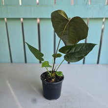 Load image into Gallery viewer, #B8 Anthurium Queen of Hearts