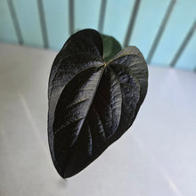 Load image into Gallery viewer, #138 Anthurium Queen of Hearts