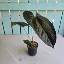 Load image into Gallery viewer, #138 Anthurium Queen of Hearts