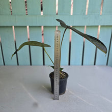 Load image into Gallery viewer, #138 Anthurium Queen of Hearts