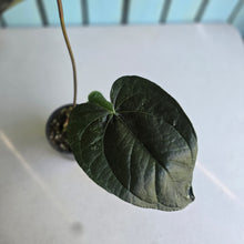 Load image into Gallery viewer, #138 Anthurium Queen of Hearts