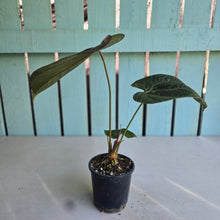 Load image into Gallery viewer, #138 Anthurium Queen of Hearts