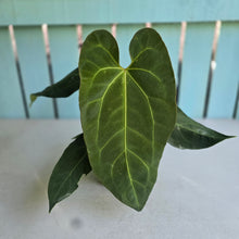 Load image into Gallery viewer, #M93 Anthurium NOID