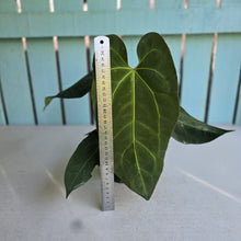 Load image into Gallery viewer, #M93 Anthurium NOID