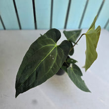 Load image into Gallery viewer, #M93 Anthurium NOID