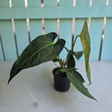 Load image into Gallery viewer, #M93 Anthurium NOID